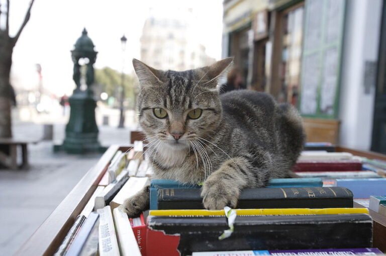 Pse macet i duan libraritë?